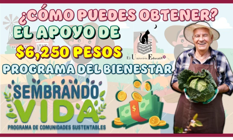 ¿CÓMO PUEDES OBTENER EL APOYO DE $6,250 PESOS? | PROGRAMA DEL BIENESTAR