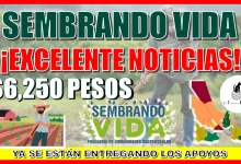 PROGRAMA DE SEMBRANDO VIDA… ¡EXCELENTE NOTICIAS BENEFICIARIOS!, YA SE ESTÁN ENTREGANDO ESTOS APOYOS ECONÓMICOS 