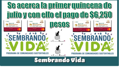 Se acerca la primer quincena de julio y con ello el pago de $6,250 pesos | Sembrando Vida